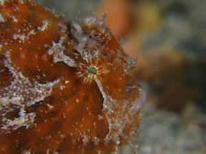 Orange Frog Fish. (2-3 inches long) by Juan Torres 